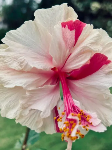 Photo of the Day: Candy Stripe Hibiscus