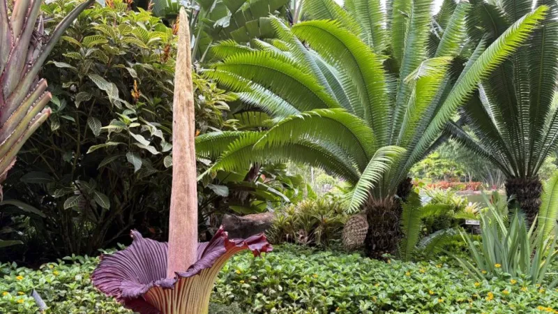 News briefs for July 4: Corpse flower blooms, false claims recovered, out-of-state cancer care and more