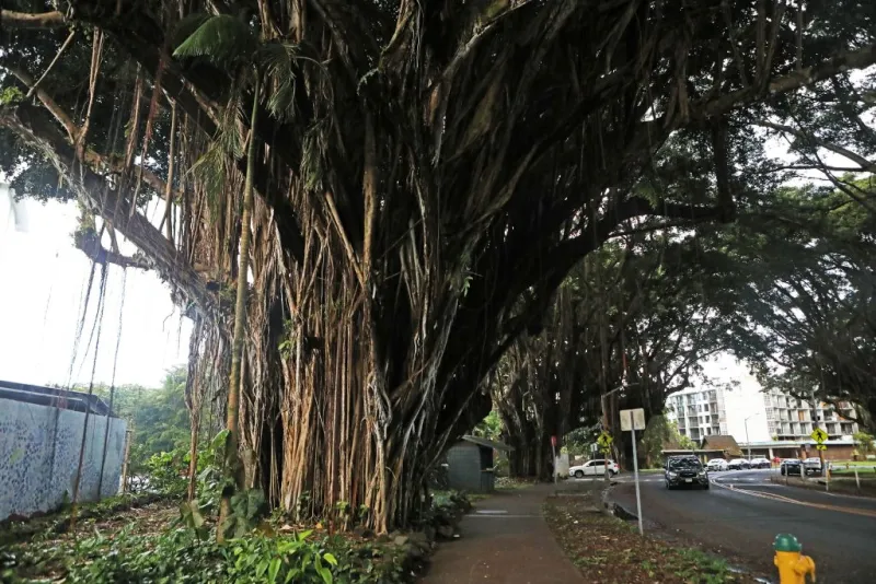 Banyan Drive revitalization could become a reality after a decade of effort