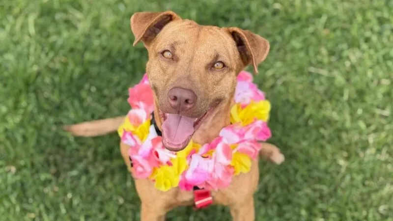 Pet of the Week: Butter