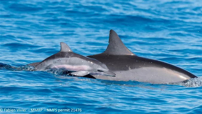 Hawaii Island spinner dolphins are producing less calves
