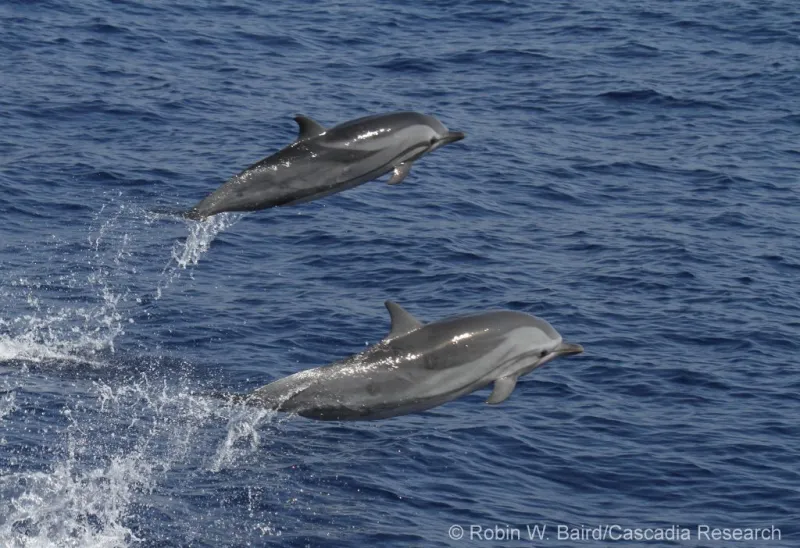 Hawaii Island spinner dolphins are producing less calves, new study reveals