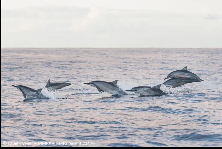 Study finds low calf numbers among Hawaii Island spinner dolphins