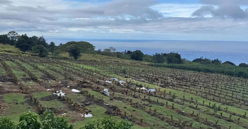 Grant applications open for farmers, agricultural businesses impacted by Kona low storms