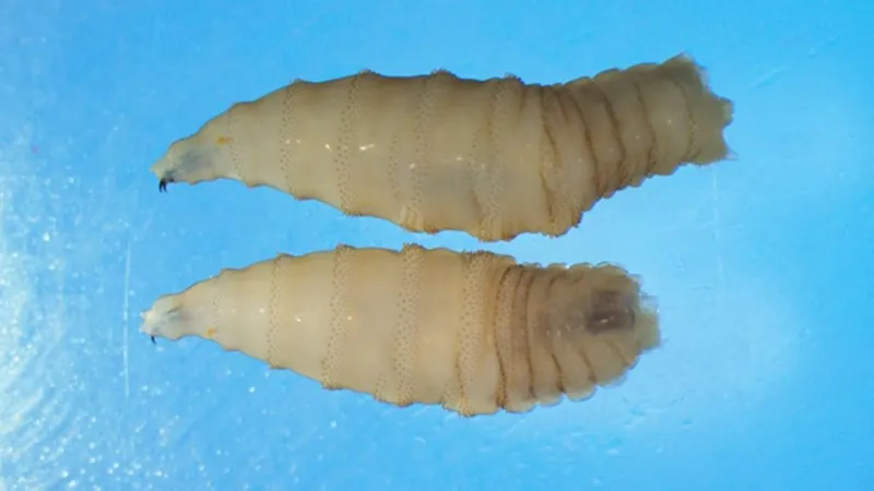 The Department of Agriculture enacts proactive, protective measures against New World screwworm