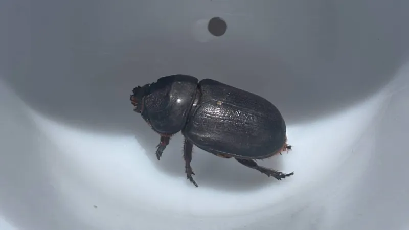 Dead coconut rhinoceros beetle found at Hilo International Airport