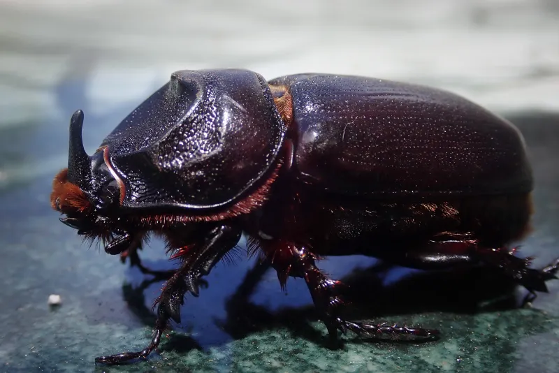 Palm-Killing Coconut Rhinoceros Beetle's Discovery In Hilo Stokes Fear