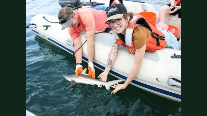 Groundbreaking study led by UH Hilo marine scientist Jason Turner finds juvenile blacktip sharks present year-round in Hilo Bay