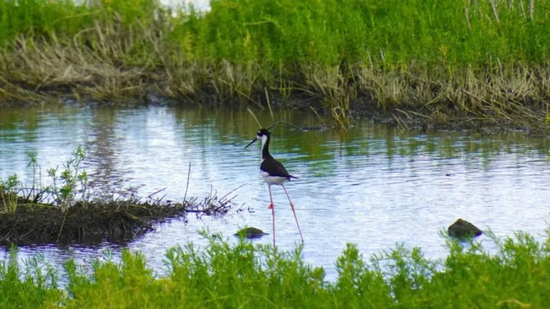 Proposals sought for community-based projects to protect Hawai'i's forests, watersheds, wetlands