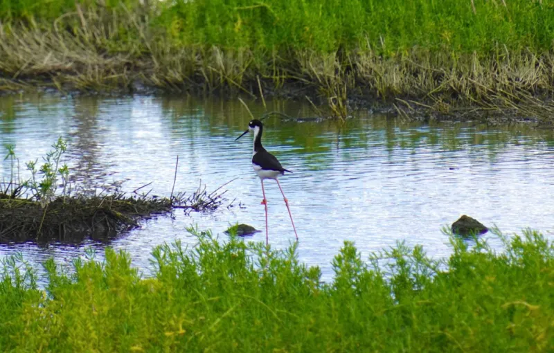 7/16/26 -- CALL FOR PROPOSALS FOR COMMUNITY-BASED RESTORATION OF HAWAI'I'S FORESTS, WATERSHEDS, AND WETLANDS