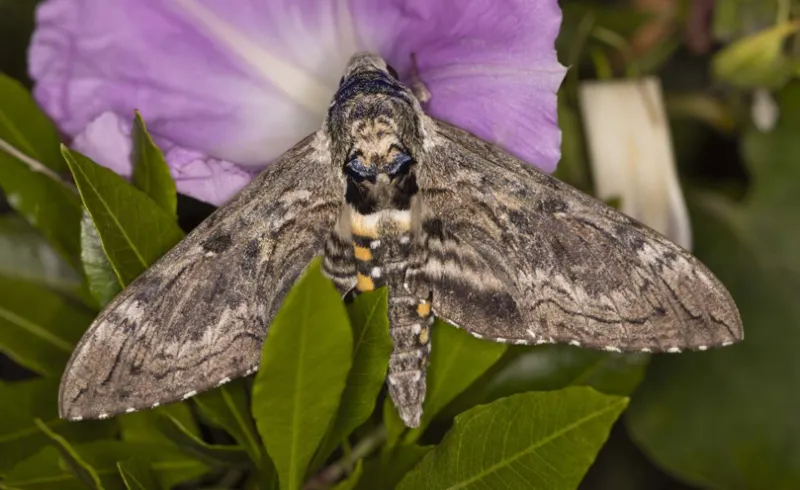 7/17/26 -- HAWAIIAN INSECT DISCOVERIES BRING HOPE FOR RARE SPECIES