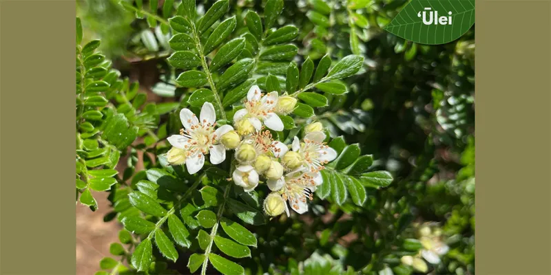 7/17/26 -- NATIVE PLANTS FOR SALE FROM STATE FORESTRY AND WILDLIFE