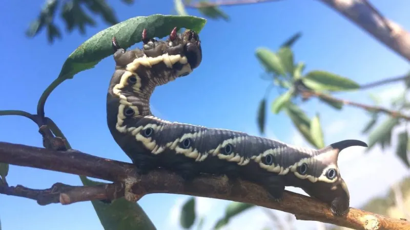 Discovery of 2 Hawaiian insects 'unexpected and encouraging,' offer hope for rare species
