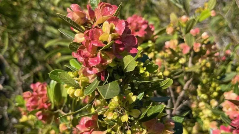 Native plants for sale from state Division of Forestry and Wildlife