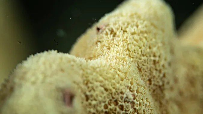 Human activities compromise coral health, resilience in Maui waters