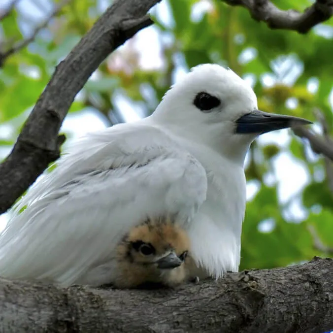 Kapiolani CC students win top conservation award for native bird research