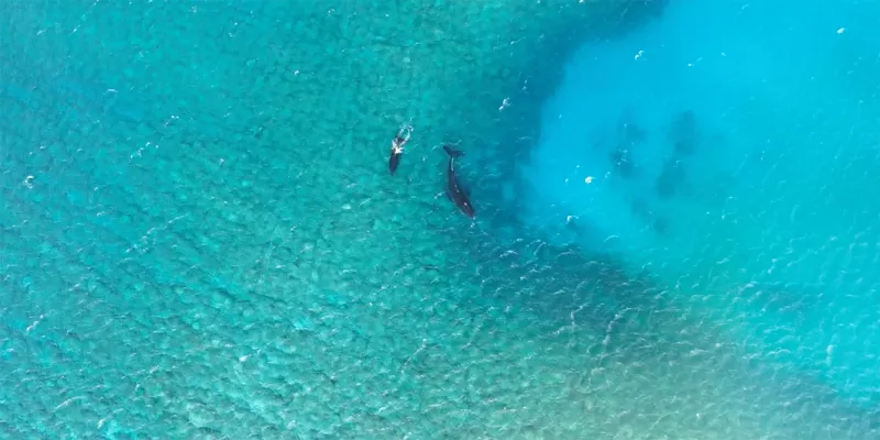 7/24/26 -- POTENTIAL PUBLIC HEALTH RISKS FROM WHALE CARCASS OFF SOUTH SHORE OF MOLOKAI