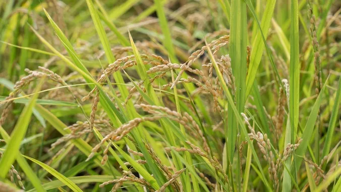 Can Hawaii grow rice again? Yes, and faster than in Japan