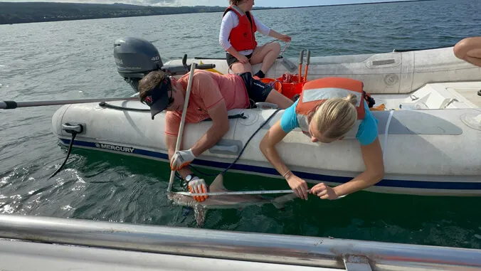 Blacktip shark nursery discovered in Hilo Bay