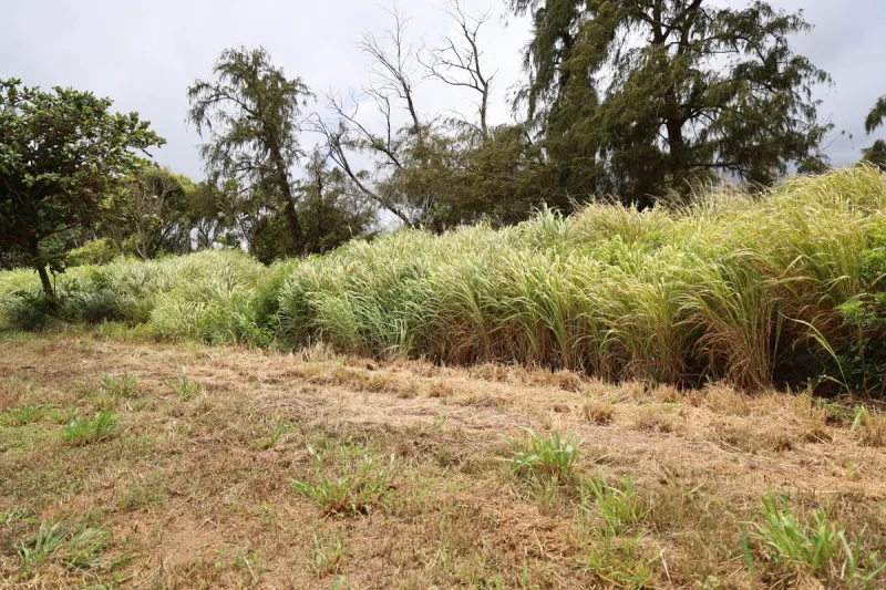 7/29/26 -- $1.8 MILLION AWARDED FOR WILDFIRE MITIGATION PROJECTS ACROSS HAWAII