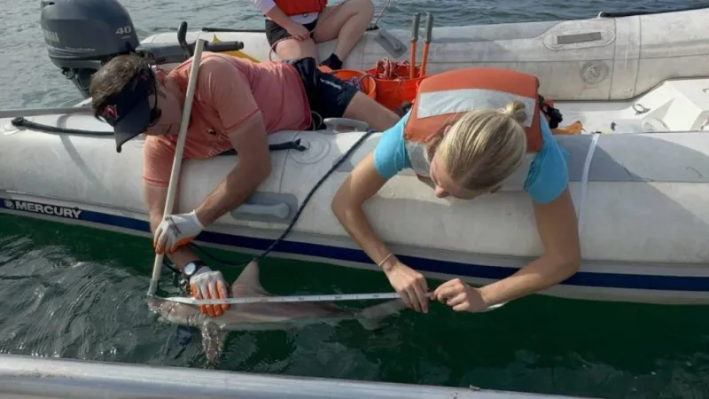 VIDEO: Blacktip shark nursery discovered in Hilo Bay