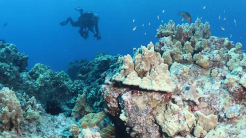 University of Hawaii at Mnoa oceanographers find Hawaiian corals can possibly adapt to future heat stress