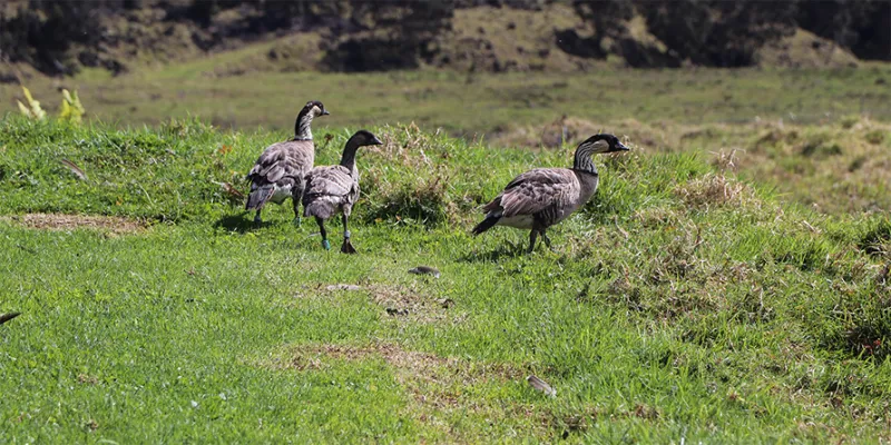 ADMINISTRATIVE RULE AMENDMENTS PROPOSED TO IMPROVE PROTECTIONS OF HAWAII'S INDIGENOUS WILDLIFE