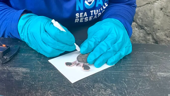 Green sea turtles' hidden journeys uncovered in award-winning dissertation