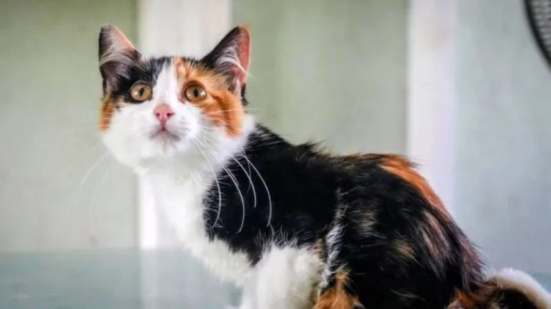 Pretzel the kitten gets new home after life-saving surgery to repair fused legs