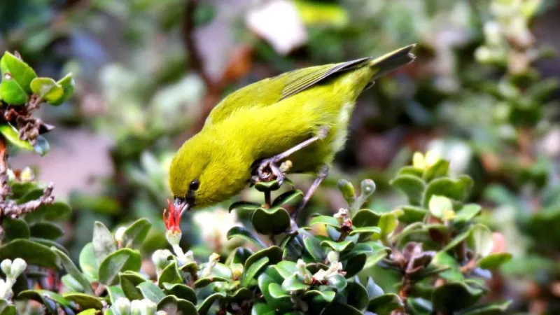 Funding for invasive species strike teams passes US House committee
