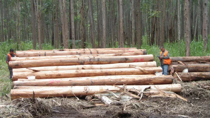 Could Hawaii's eucalyptus forests become a new source of building materials?