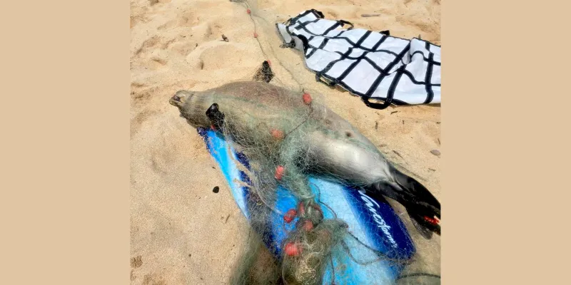 8/11/26 -- YOUNG MONK SEAL FOUND DECEASED IN UNATTENDED LAY NET ON OAHU'S NORTH SHORE