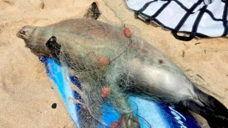 Young Hawaiian monk seal found dead in abandoned lay net on Oahu North Shore