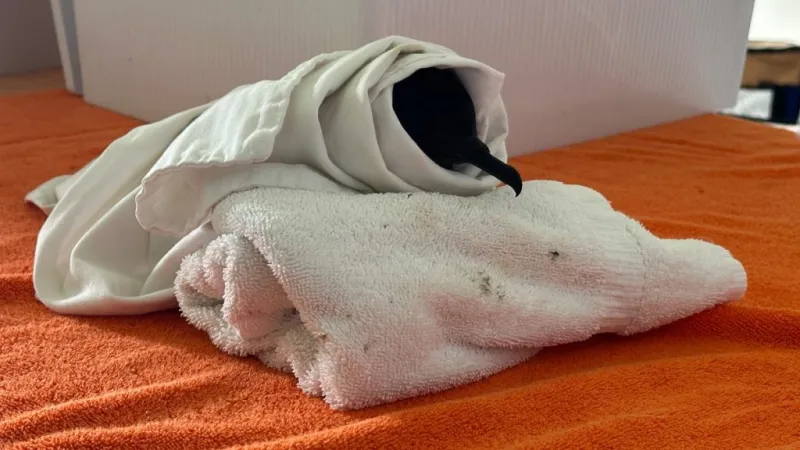 Hurricane Lala leaves native birds injured, grounded across Hawaii Island