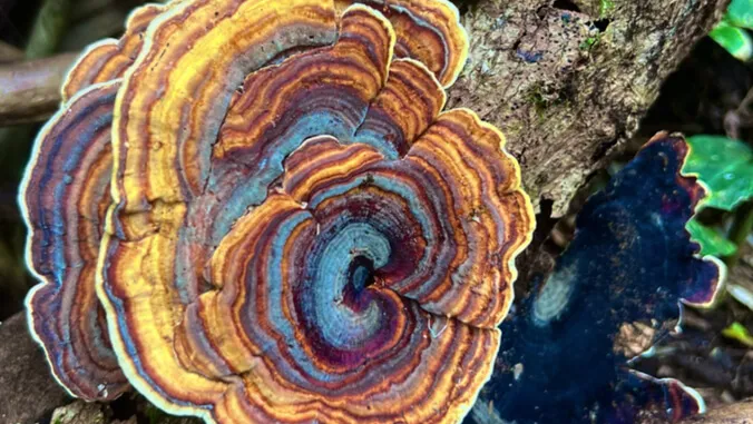 Image of the Week: Fungi