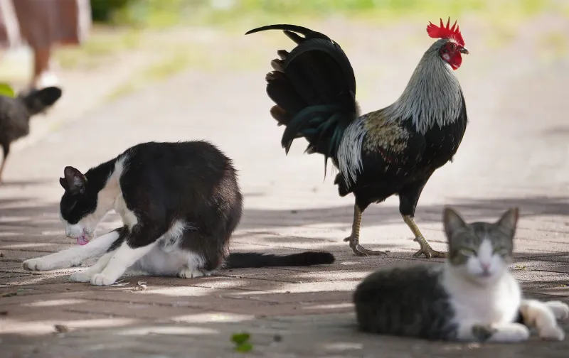 Cats Vs. Birds? It Shouldn't Be One Or The Other