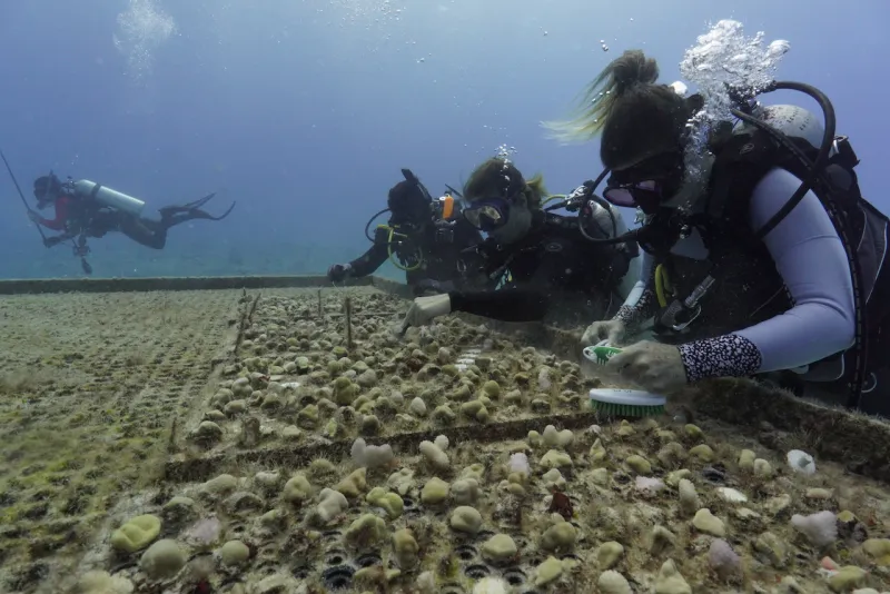 Lala Triggers Nation's First Coral Insurance Payment