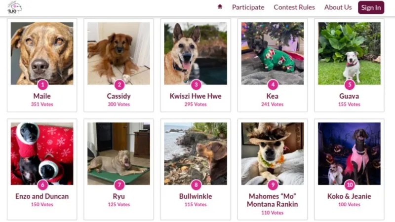 Big Island pets can vie for spots in Aloha lio Rescue's 2027 Calendar
