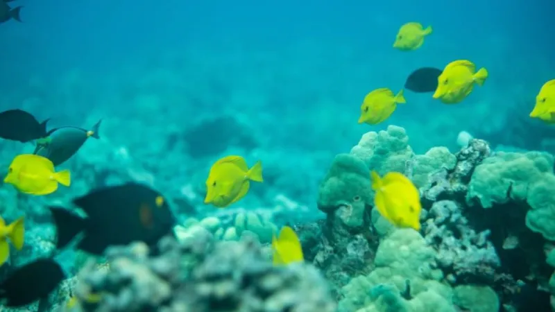Help restore commercial aquarium fish collection or keep wild reef fish in their Hawaii homes?