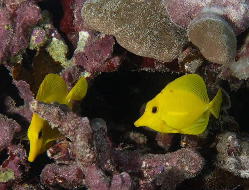 Keep Hawaii's Reef Fish Where They Belong - On The Reef