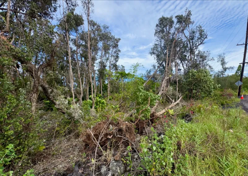 How Storms Can Be A Boon For Invasive Species In Hawaii