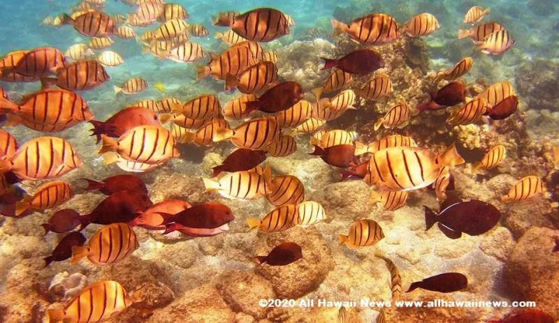 Land Board set to rule Friday on aquarium fish harvesting, 6 in 10 lost power during Hurricane Lala, UH secures $647.3M for research, more news from all the Hawaiian...