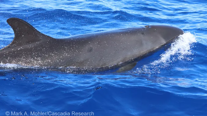 Tangled plastic, fishing gear found in pilot whales