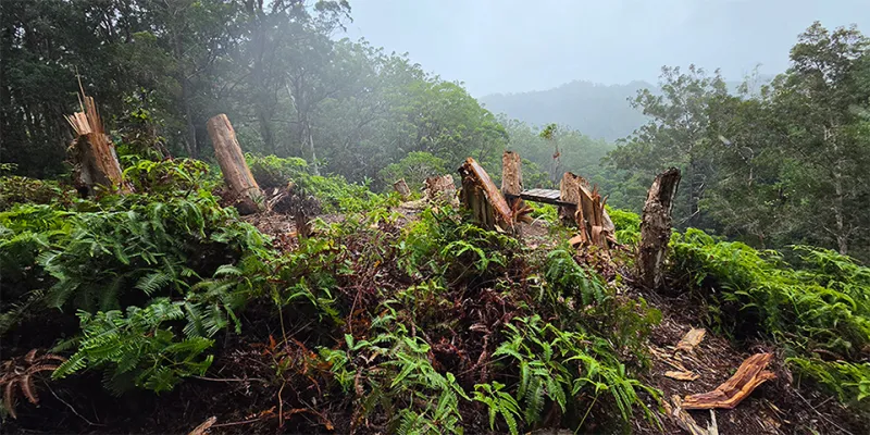 VANDALS DESTROY TREES IN EWA FOREST RESERVE