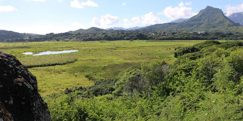 8/25/26 -- VOLUNTEERS SOUGHT FOR LARGE-SCALE PROJECT TO REMOVE INVASIVE MANGROVE FROM KAILUA WATERWAYS