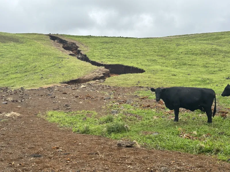 Hawaii Ranchers Welcome Rain But Endure Weather Whiplash