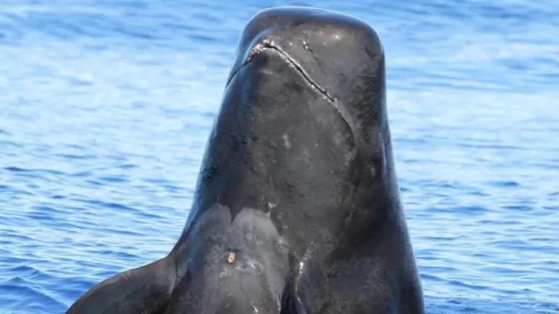'Stark reminder of the impact of global plastic pollution': Tangled plastic, fishing gear found in pilot whales