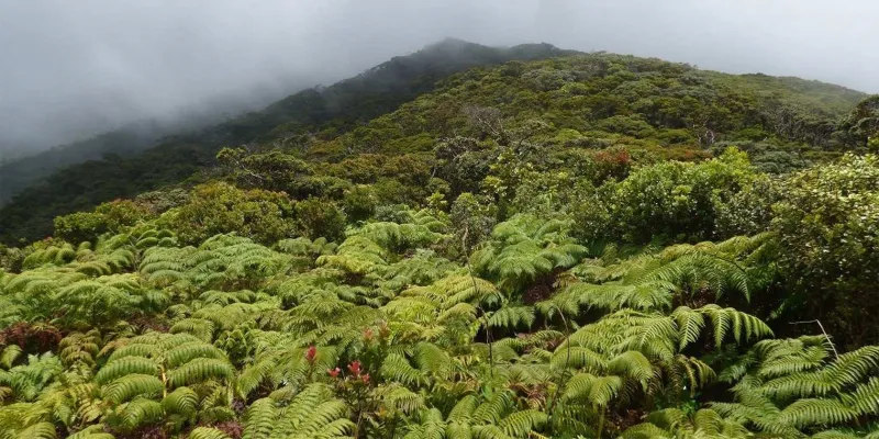 8/27/26 -- INPUT INVITED ON MANAGEMENT OF PUAAHALA SECTION OF MOLOKAI STATE FOREST RESERVE