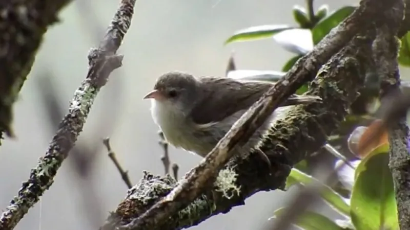 Pakele - last known wild 'akikiki, a native Hawaiian honeycreeper unique to Garden Isle - honored by Kaua'i County Council