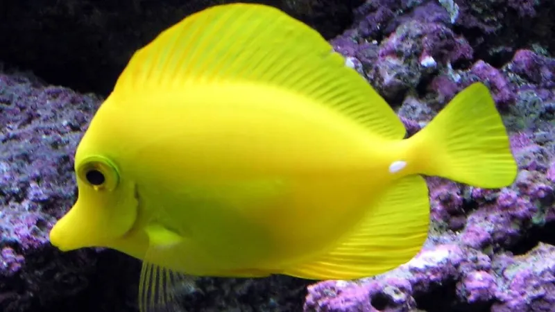 Board of Land and Natural Resources rejects proposed rules for aquarium fish collection